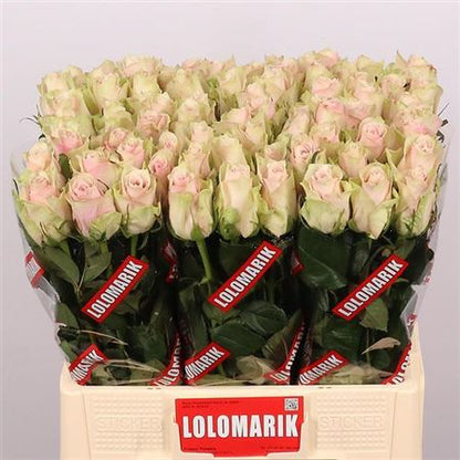 FeedSync:wholesale:0ea536a97c7d3fd8f62db2d465f115d17f16d385