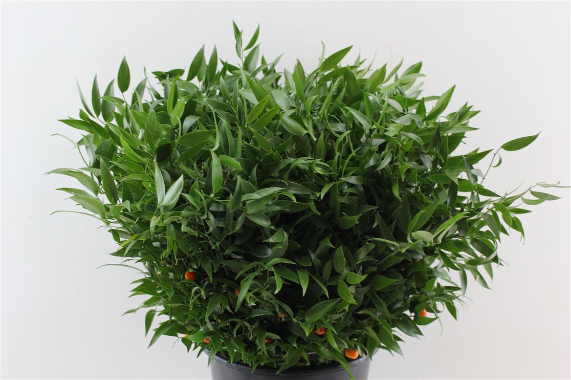 FeedSync:wholesale:e44138c4429432a8b9b0a48095f54a88598cc974