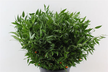 FeedSync:wholesale:e44138c4429432a8b9b0a48095f54a88598cc974