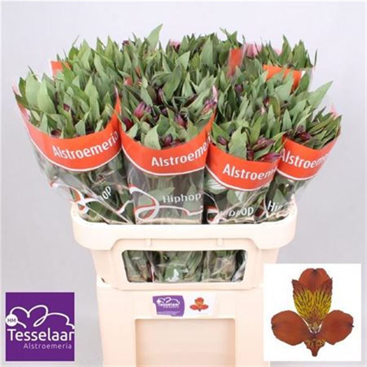 FeedSync:wholesale:9dd6541ac4bfe5e4bfd134b718b013d094715d99