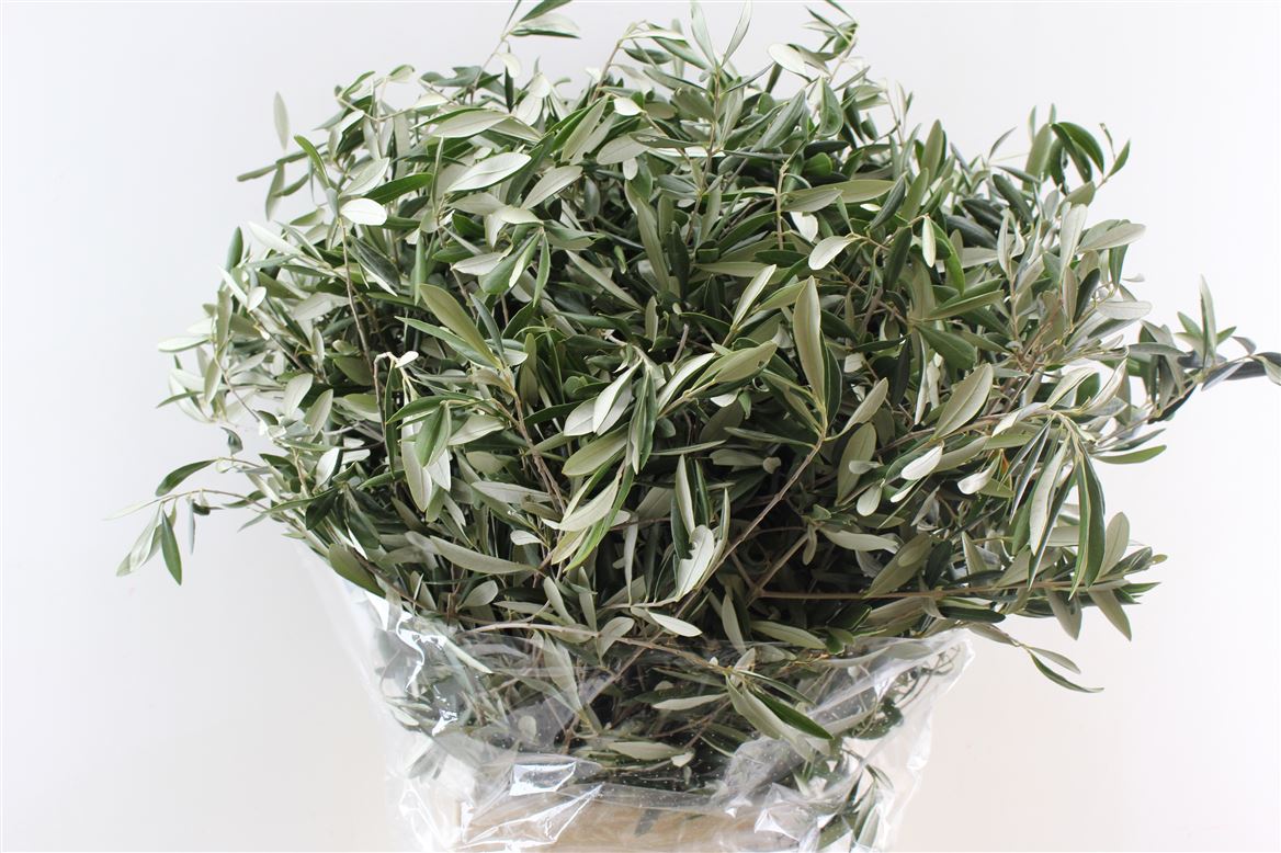 FeedSync:wholesale:d24884222f903690df1dc539f18395a351858529