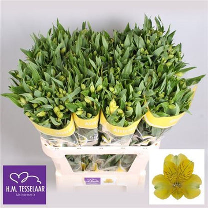 FeedSync:wholesale:a4c8af27b13d43fa9ff7ba3d58b9d59a741c554b
