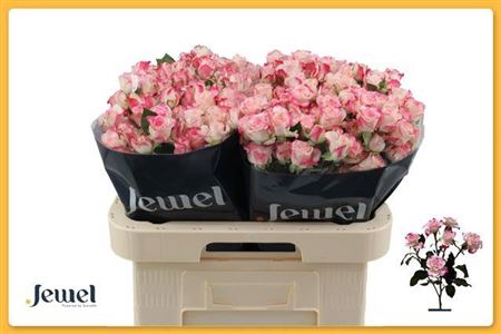 Spray Rose Reflex