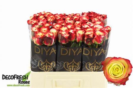 FeedSync:wholesale:adcb2f4674cf34f1dcea6439f837f8ef17ee952b