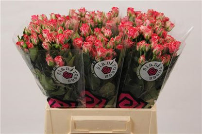 Spray Rose Firewoks