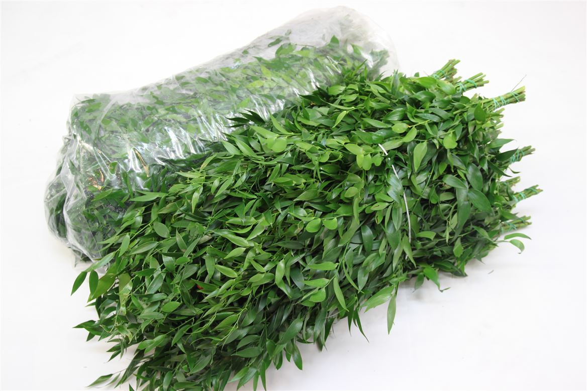 GR Ruscus Ita (Soft) (2 Bunches)