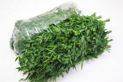 Italian Ruscus - Ruscus - aculeatus per bos