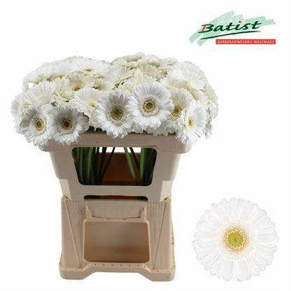 White Germini ‘Lobby’ Cut Flowers – 50cm Stems