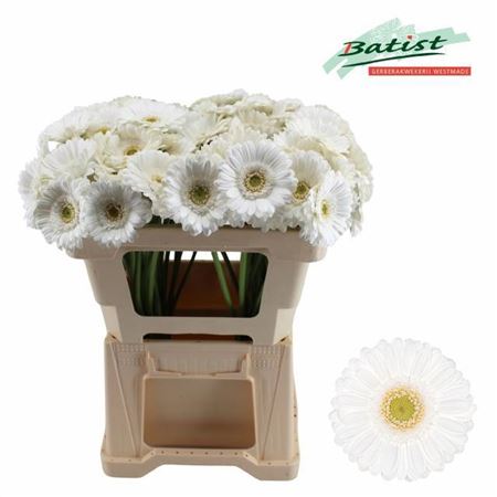 White Germini ‘Lobby’ Cut Flowers – 50cm Stems