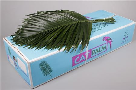 Chico Palm Tee Pee