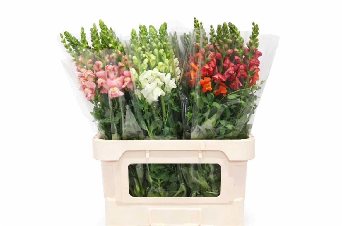 FeedSync:wholesale:612033d3d6a1c5fd8393ca6074384141a789f058
