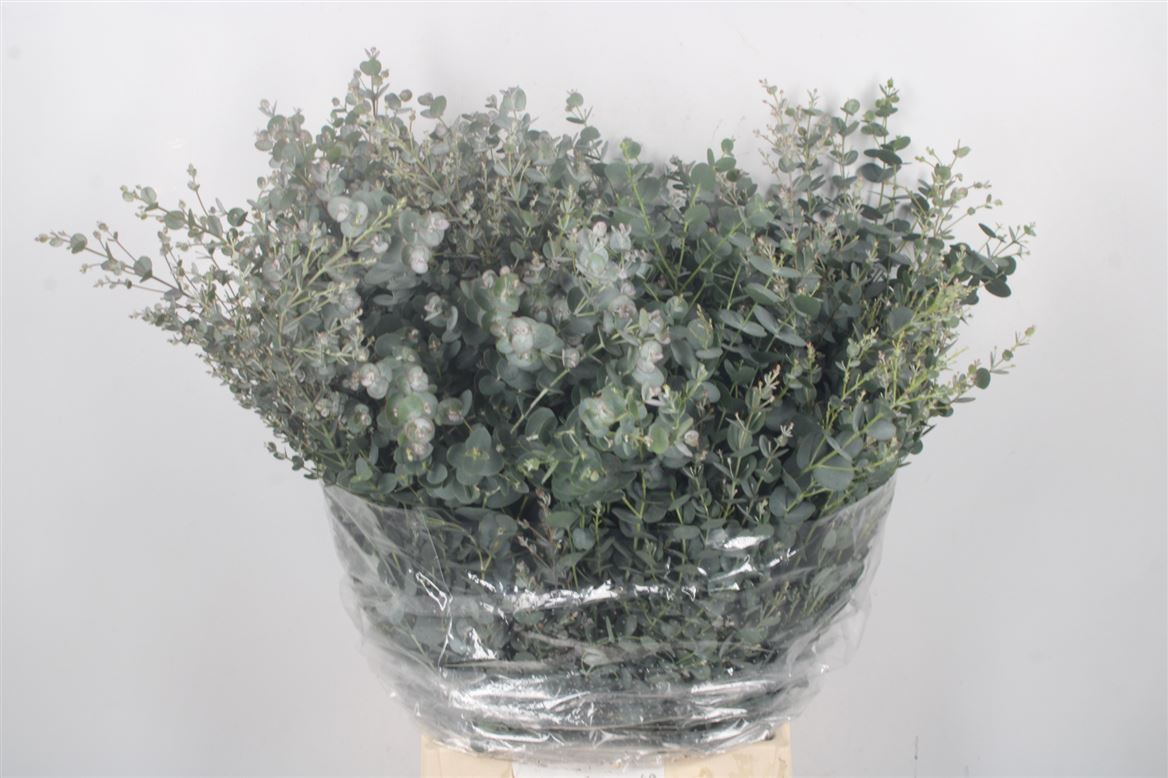 FeedSync:wholesale:2b0f8d3d03fce3ef0153858d801a6a36dbb57b68