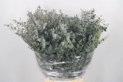 FeedSync:wholesale:2b0f8d3d03fce3ef0153858d801a6a36dbb57b68