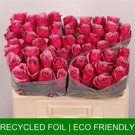 FeedSync:wholesale:81a8e1aa4b33bf5b7819641ac88b4b5fa4937d62
