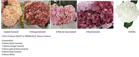 Hydrangea - Hydrangea - Ecuador Wedding Mix