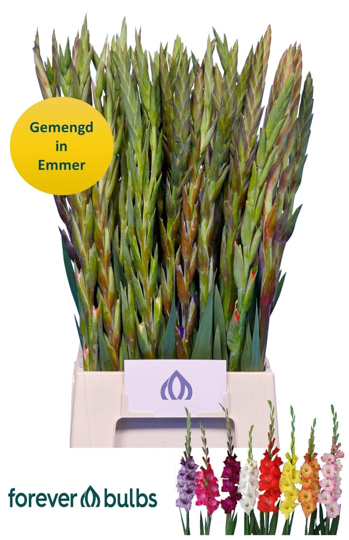 Gladiolus Glad Mixed
