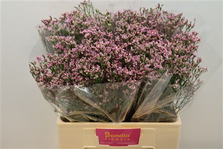 FeedSync:wholesale:975a4e6192968705a6f6ada540931a94cf952e9e