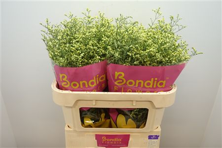 FeedSync:wholesale:6f1ab43646b02d387aa9cf87ef4c341f217c19ea