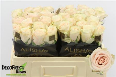 Rose - Rosa - Roxanne+