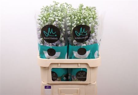 FeedSync:wholesale:45a4cd833cced765d2b9829759cc4acd6c7e3dd7