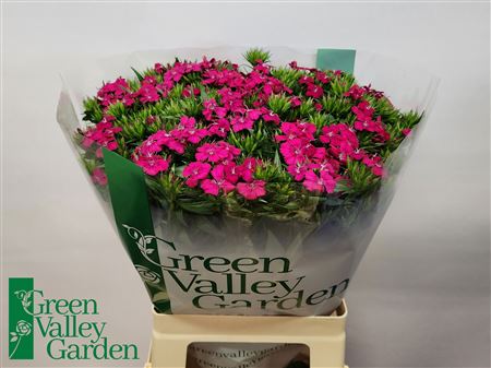 Sweet William Neon Cherry