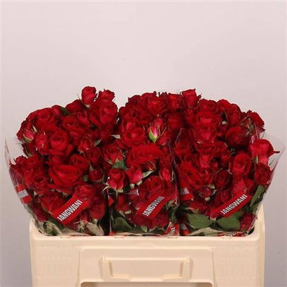 Spray Rose Dominica