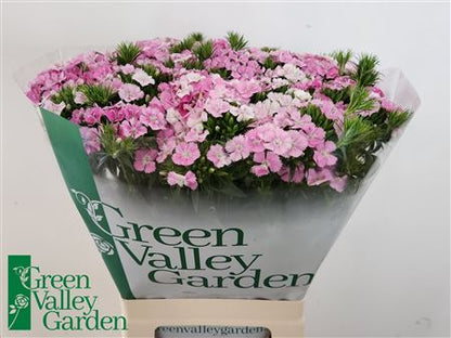 Sweet William - Dianthus barbatus - Amazon Rose Magic