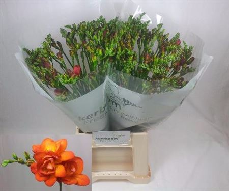 FeedSync:wholesale:af3a177374fb8744c33779dfe3d43e7dad022c22