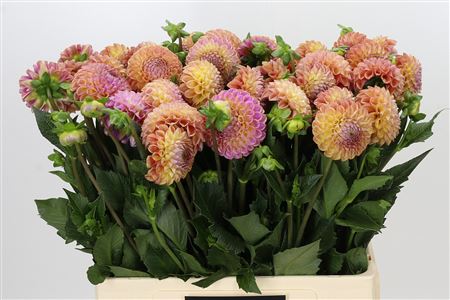Dahlia - Dahlia - Caitlin's Joy
