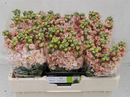 FeedSync:wholesale:76b3321655ec5182314adce4e282fa5718259034