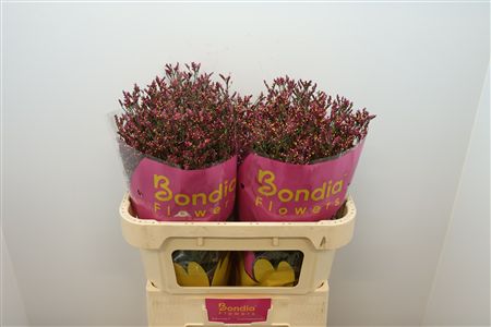 FeedSync:wholesale:a8a2fd305dcb19ff7d34db57593a884316173e6b