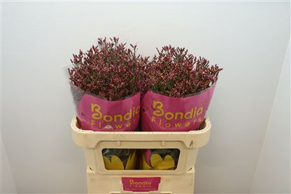 FeedSync:wholesale:a8a2fd305dcb19ff7d34db57593a884316173e6b