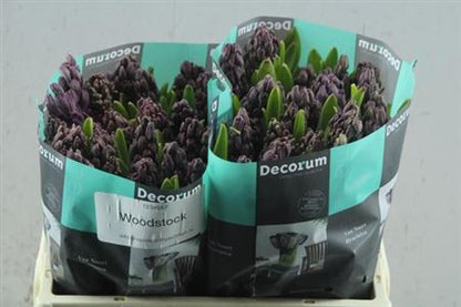 Purple Hyacinth ‘Woodstock’ – 34cm Stems