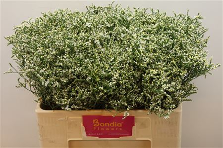 FeedSync:wholesale:893a61c4bd0bc48ec1b426ccb8c9d189a8720d54