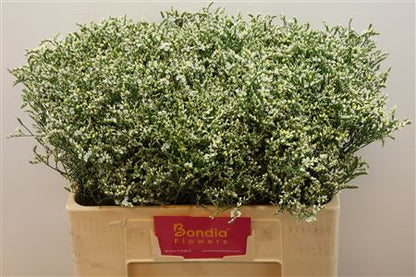 FeedSync:wholesale:893a61c4bd0bc48ec1b426ccb8c9d189a8720d54