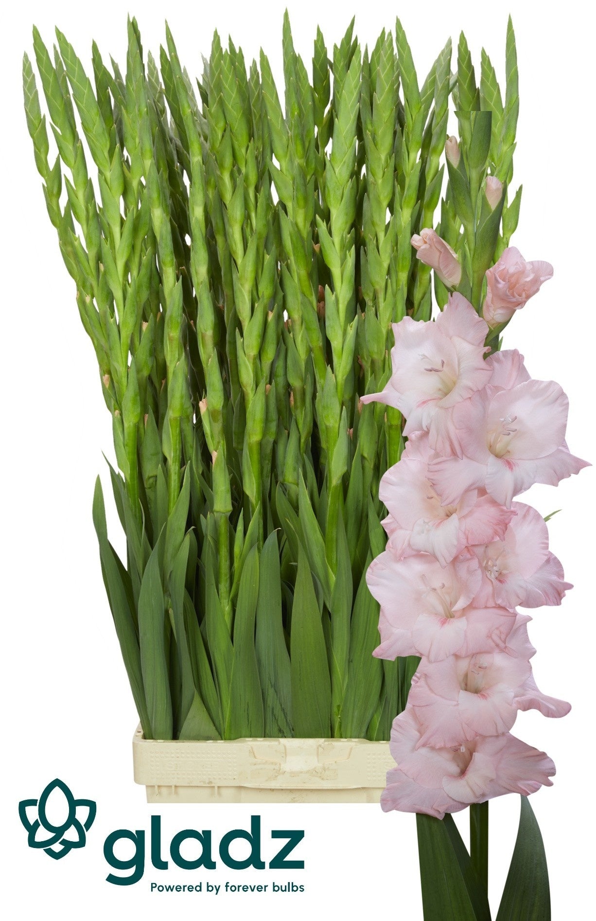 Gladiolus Jarama