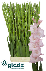 Gladiolus Jarama