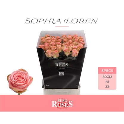 Rose - Rosa - Sophia Loren