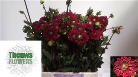 Dahlia - Dahlia - Salsa