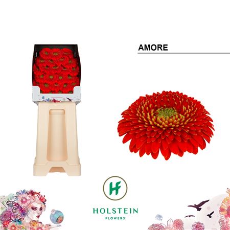 Germini - Gerbera - Amore