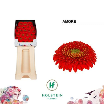Germini - Gerbera - Amore