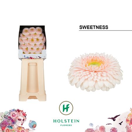 FeedSync:wholesale:df1e4e35af251f44a0231168bf0926c76463f7b4