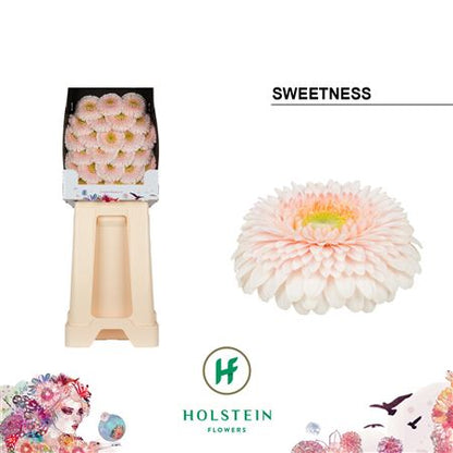 FeedSync:wholesale:df1e4e35af251f44a0231168bf0926c76463f7b4