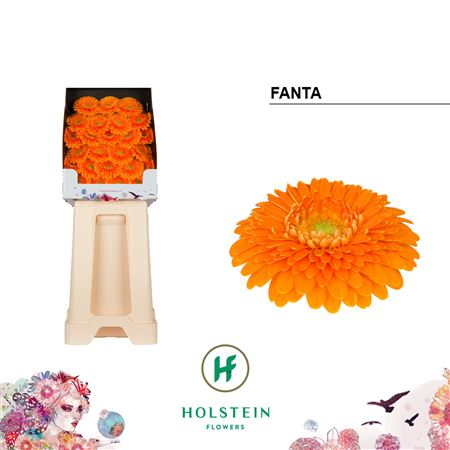 Germini - Gerbera - Fanta