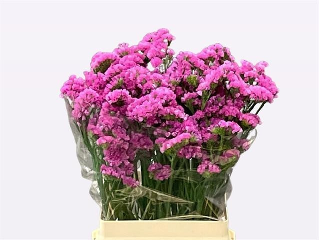 Limonium - Limonium sinuatum - Hilsinraspb