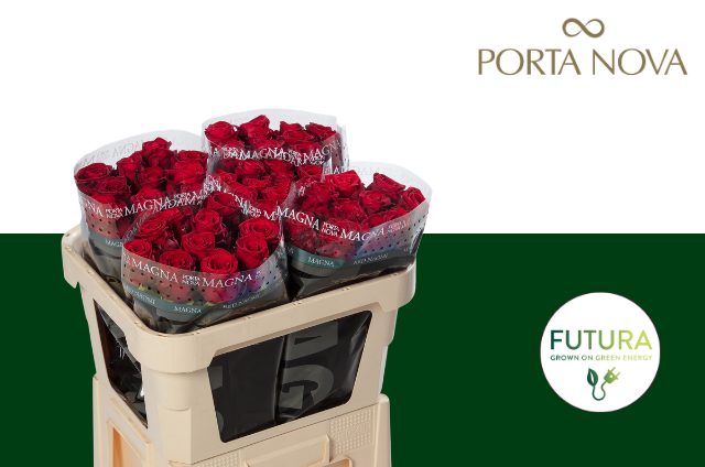 Rose Red Naomi Porta Nova