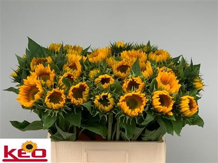 Helianthus Sunri Up Gold