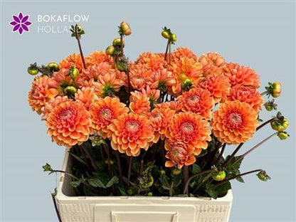 FeedSync:wholesale:a8a3f561201fb283a0389d7b235c38fa9ee2c676
