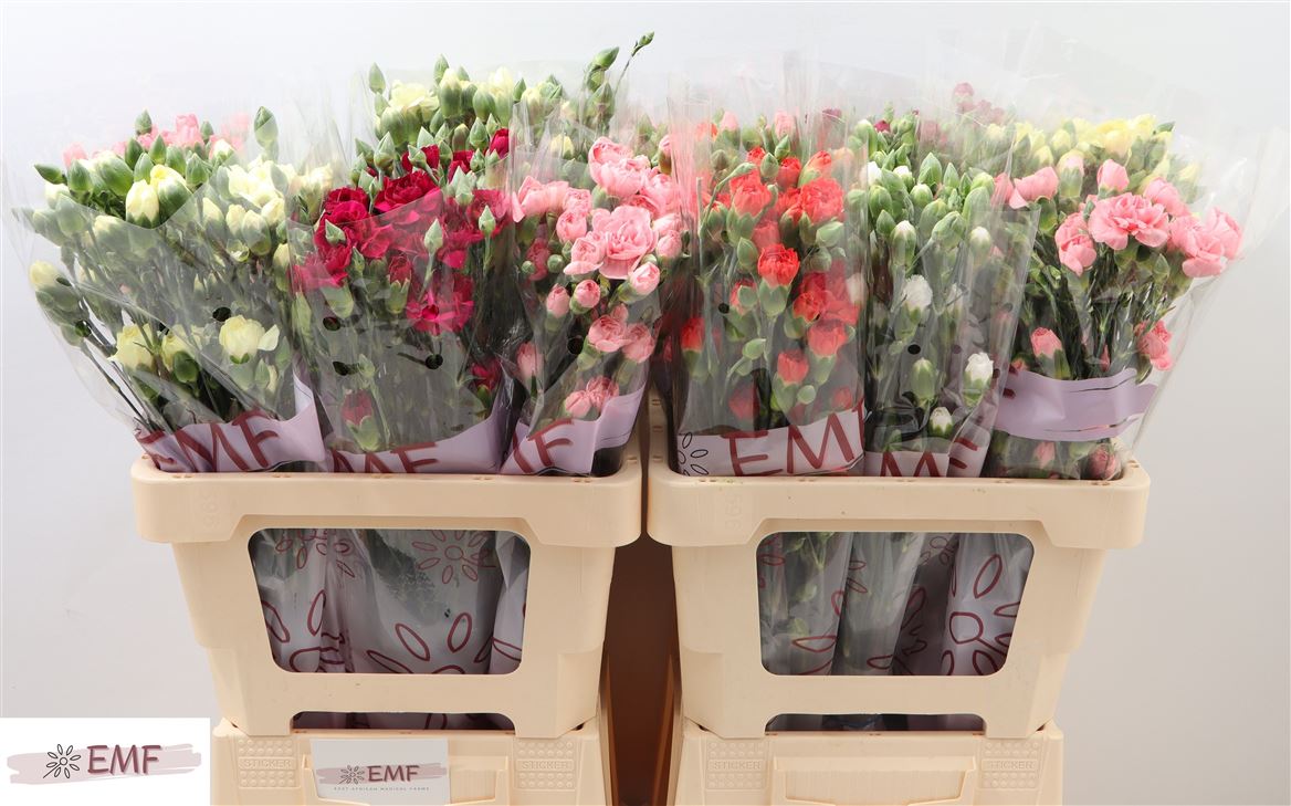 FeedSync:wholesale:fa662ff66c07adf1234592f6d7ddafb00605e3ab