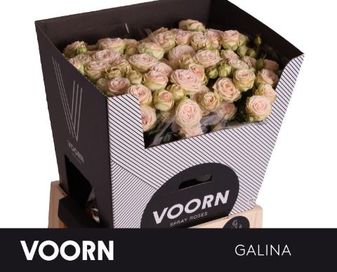 Voorn Spray Rose Galina (10 Stems)